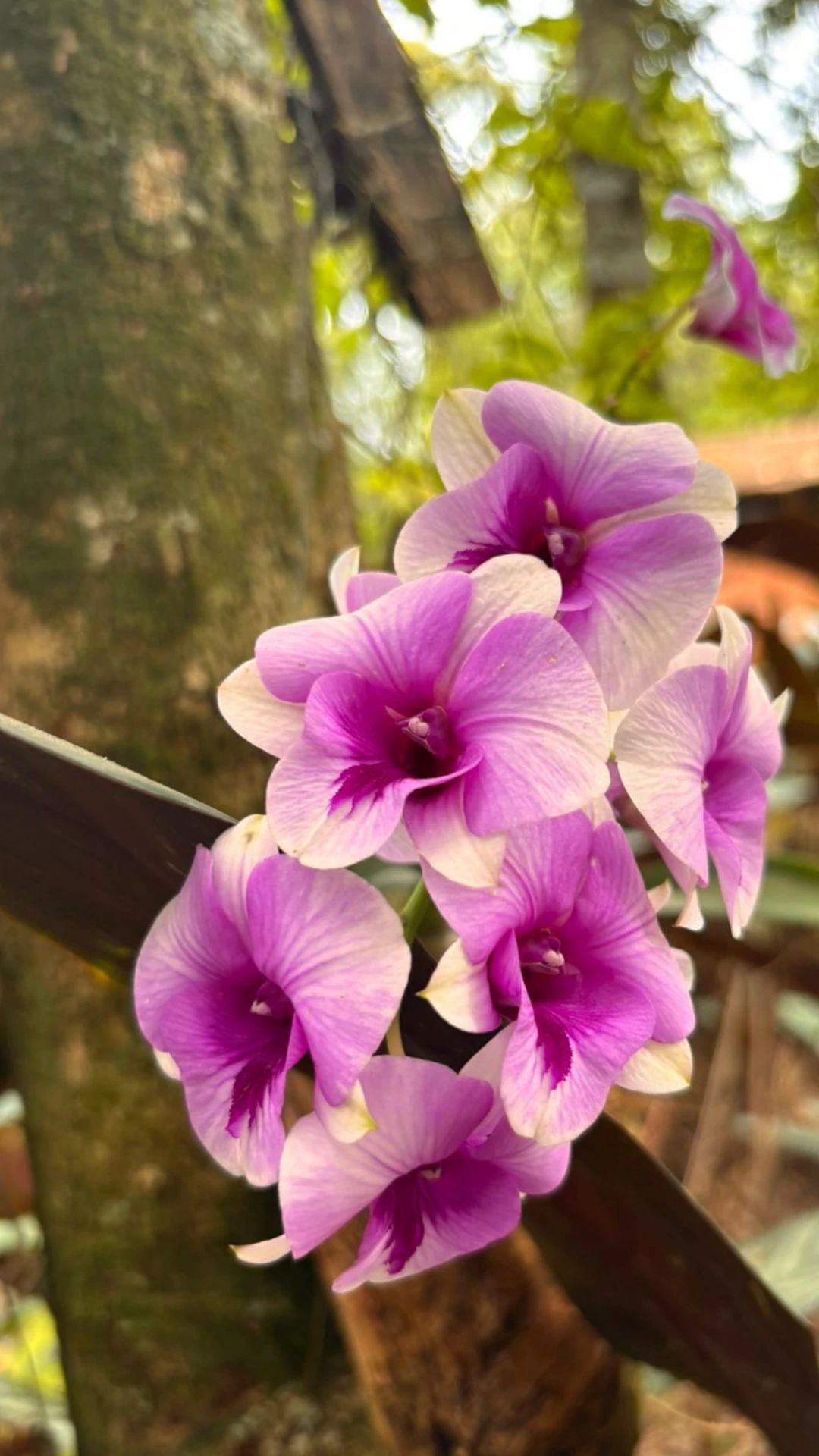 Momento vivido na Bioma Tropical — fotografia 10