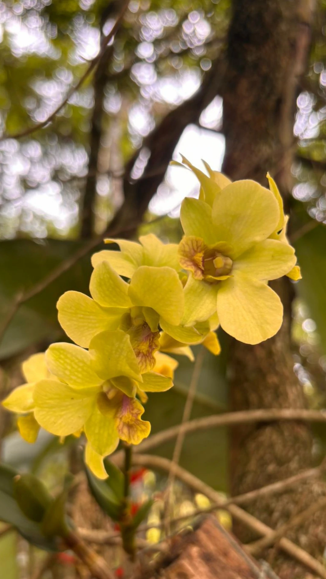 Momento vivido na Bioma Tropical — fotografia 11