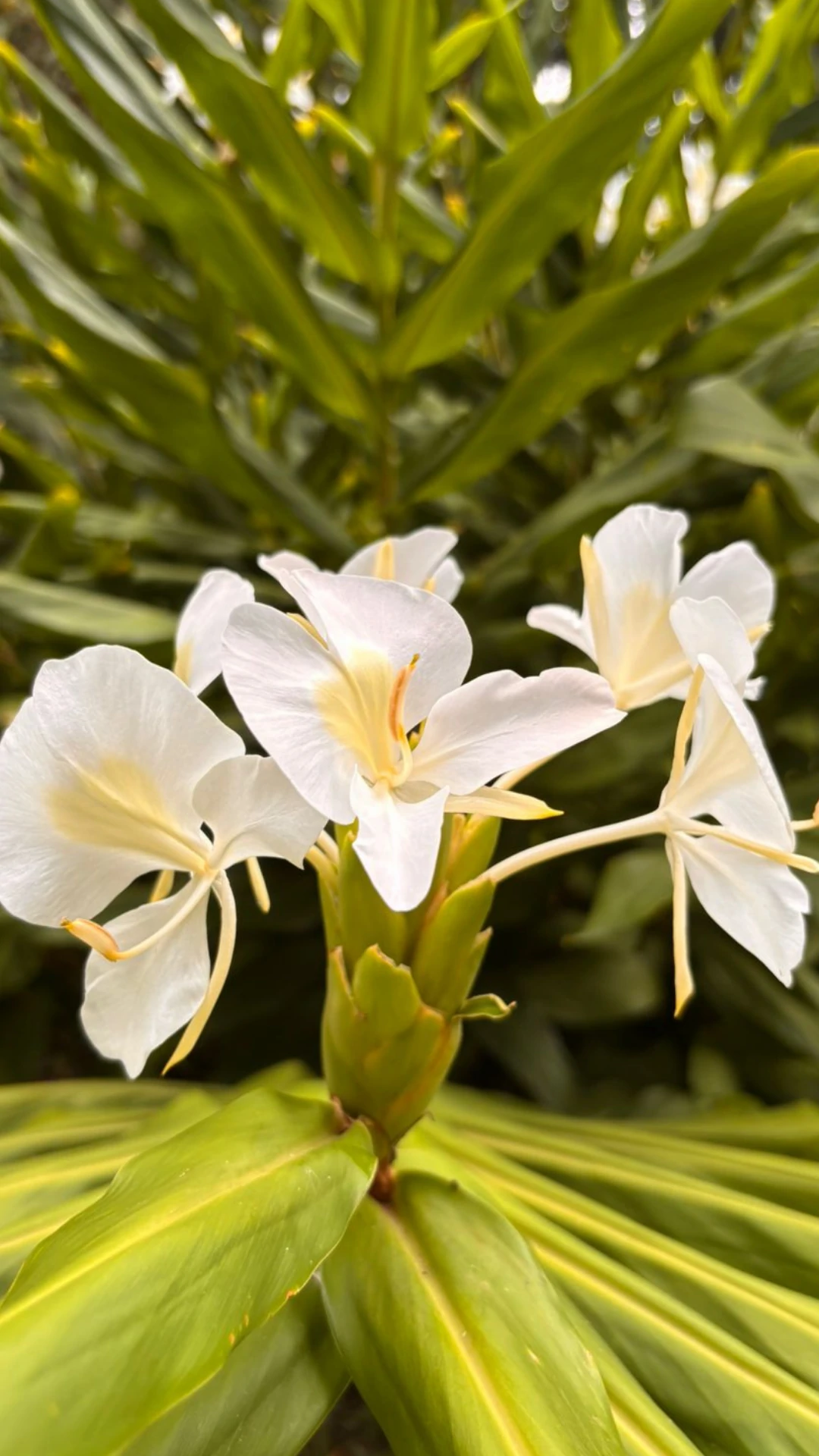 Momento vivido na Bioma Tropical — fotografia 13