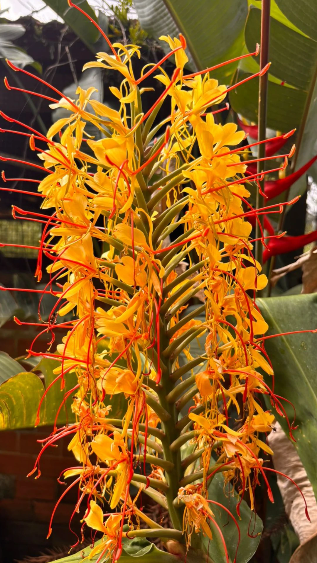 Momento vivido na Bioma Tropical — fotografia 14