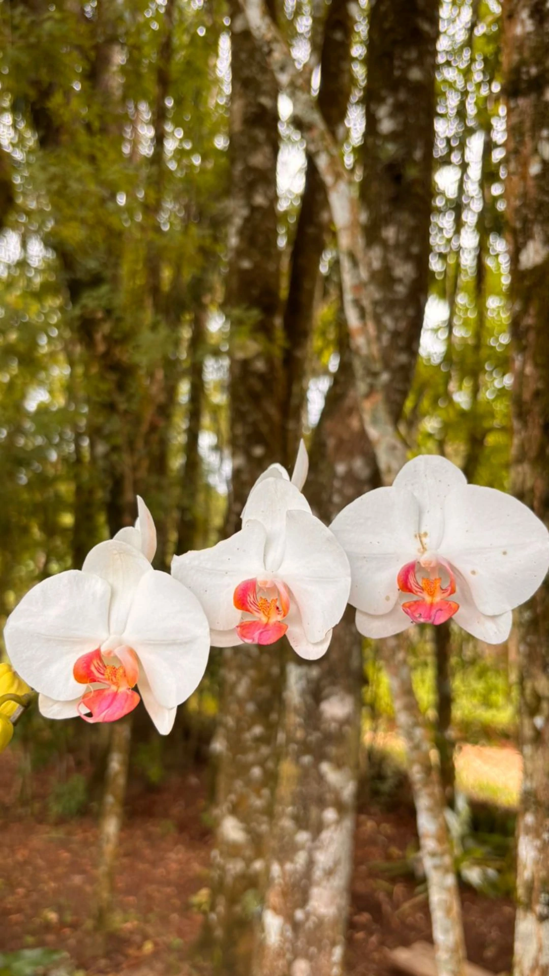 Momento vivido na Bioma Tropical — fotografia 18