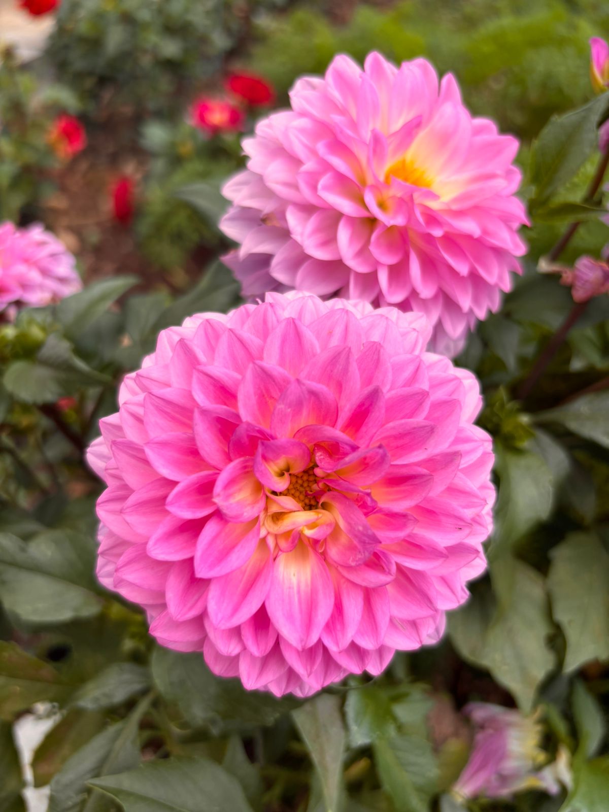 Ambiente e jardim da Bioma Tropical