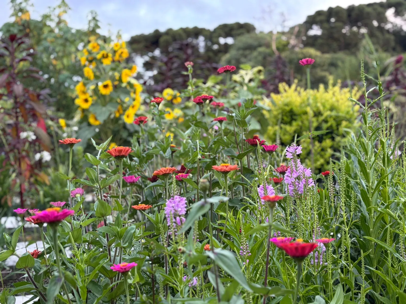 Flores naturais da Bioma Tropical Curitiba