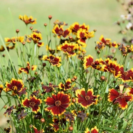 Sementes de Coreópsis - Semente