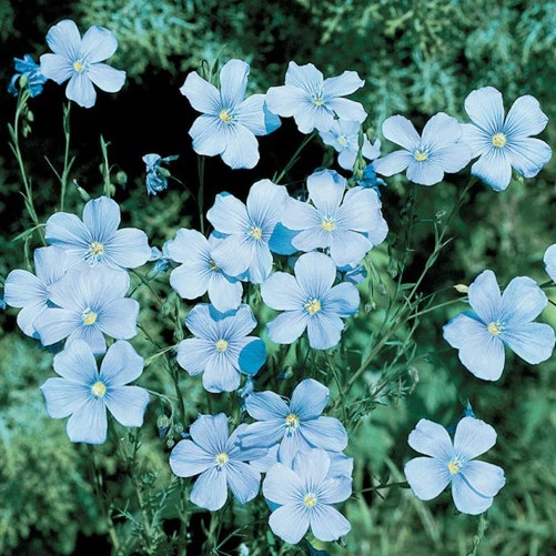 Linho Azul - Semente